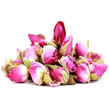 غنچه معمولی داراب