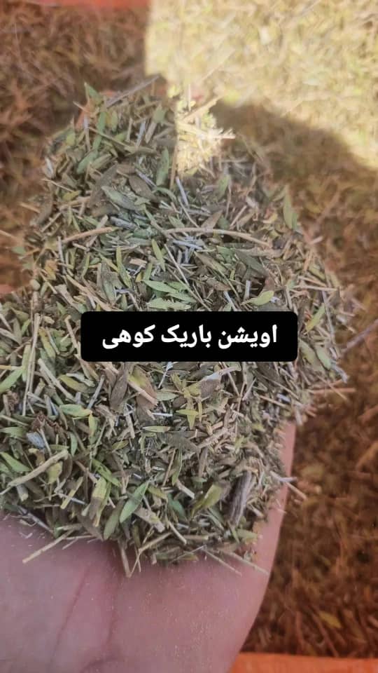 اویشن باریک کوهی