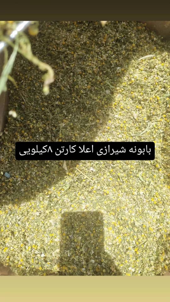 بابونه شیرازی اعلا